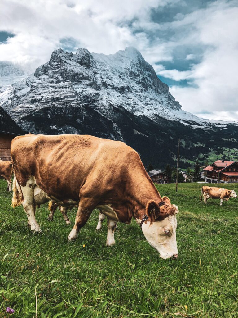 Dingen die je moet weten voor je naar Zwitserland rijdt - a travelnote
