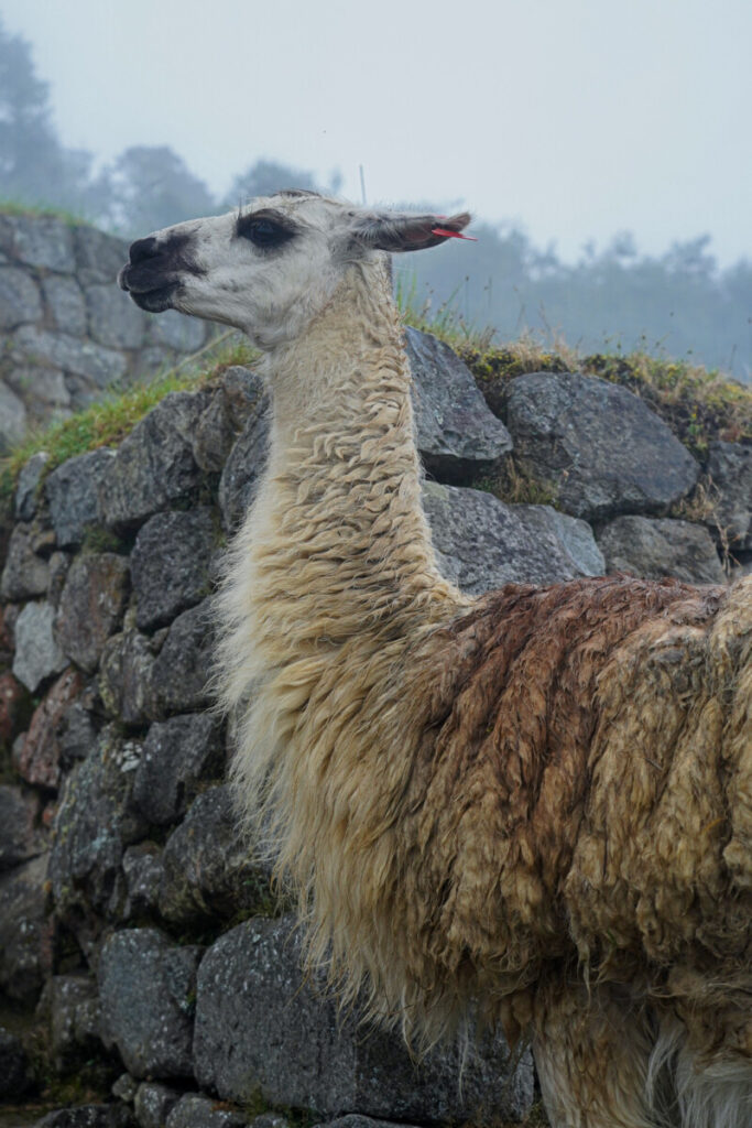 bezoek machu picchu