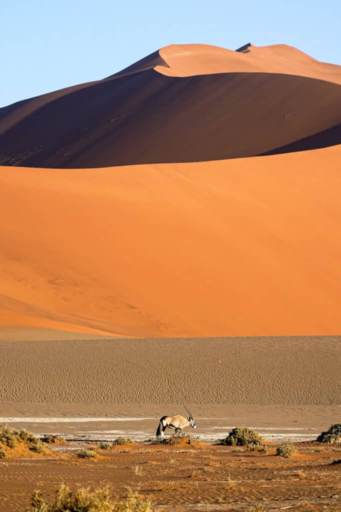 doen in sossusvlei namibie