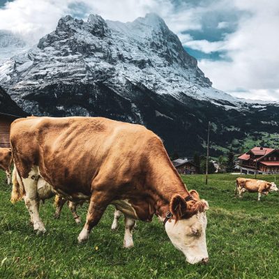 Rijden naar Zwitserland - wat je moet weten voor je vertrekt