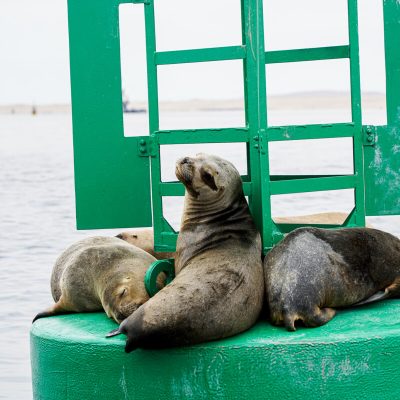 paracas peru nationaal park